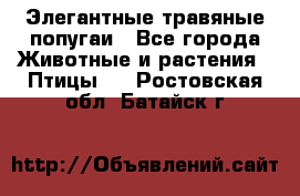 Элегантные травяные попугаи - Все города Животные и растения » Птицы   . Ростовская обл.,Батайск г.